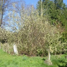 A sallow tree growing in a damp meadow.