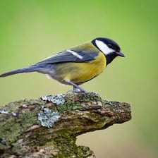 A small tit bird perched on a branch.
