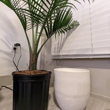 A gardener transferring a plant to a different pot