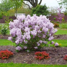 A flowering Syringa, commonly known as a lilac, with clusters of blossoms.