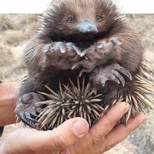 An echidna foraging in Australian bushland.