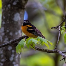 A bird settled on a tree branch.