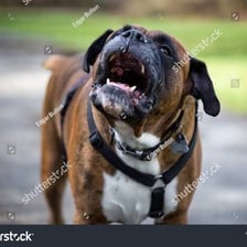 A boxer dog showing aggression by growling.