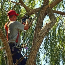 An arborist using equipment to prune a tree branch.