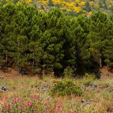 A dense Mediterranean thicket of scrub vegetation.