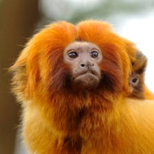 A small tamarin monkey perched on a branch.