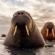A person with a large drooping moustache resembling walrus whiskers
