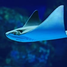 A stingray gliding through seawater.