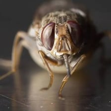 A close-up photograph of a tsetse fly