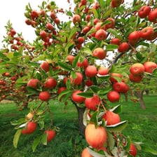 An apple tree growing in an orchard