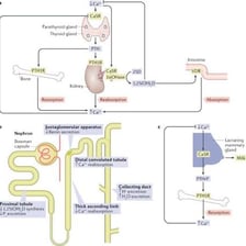 A simple letter diagram showing DD inserted into RILE