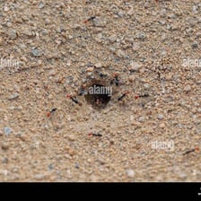 Ants moving around the entrance to an anthill