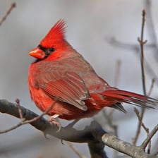 A bright red male northern cardinal perched on a branch.