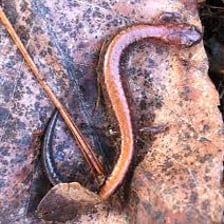 A salamander, a small amphibian, on a damp woodland floor