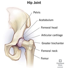 An anatomical illustration of the human hip joint