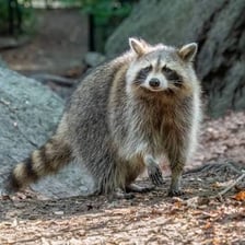 A raccoon with its characteristic grey-and-black fur.