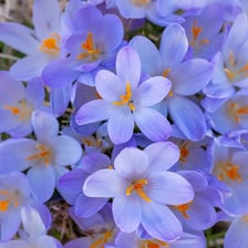 Purple crocus flowers emerging from the ground.
