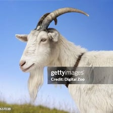 A goat standing outdoors in a field