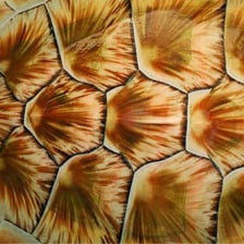 A close view of the hard shell, or carapace, of a turtle