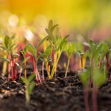 A leafy garden plant growing in soil