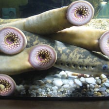 A lamprey, a jawless cyclostome fish, shown in close-up.