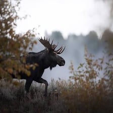A large moose walking through a forest.