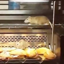 A rat near a portion of bread on a kitchen counter.