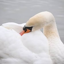 A swan cleaning and smoothing its feathers.