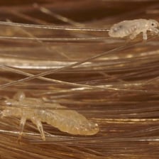 A close-up image of a small invertebrate insect.