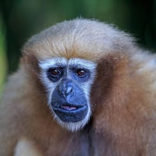 A long-armed gibbon perched among rainforest branches.