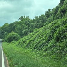 Kudzu vine spreading densely over vegetation.