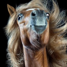 A close-up of hair along a horse’s neck