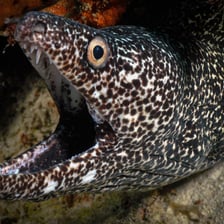 An eel swimming underwater.