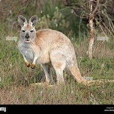 A wallaroo standing in an Australian grassland