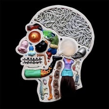 An illustration of an object shown complete and intact.