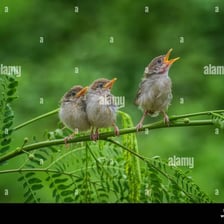 A small bird perched on a branch with its beak open.