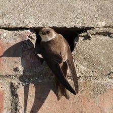 A sand martin perched on a branch, showing its small brown-and-white form.