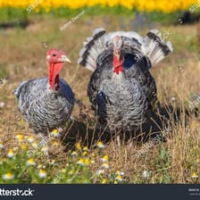 A turkey standing in a farmyard.