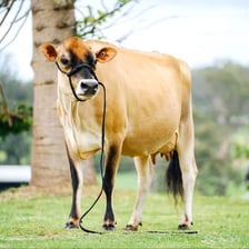 A Jersey cow standing in a grassy field.