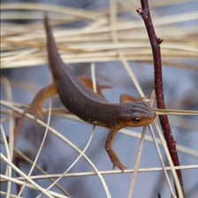 A green eft, the terrestrial juvenile stage of a newt.