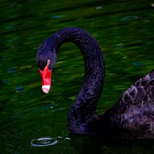 A black swan swimming on a lake with its neck held upright.