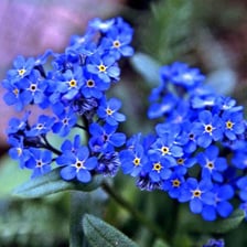 Small blue forget-me-not flowers with yellow centres.