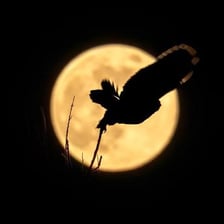 An owl perched outdoors at night under moonlight.