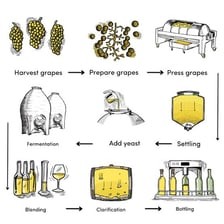 Wine grapes or juice undergoing fermentation with yeast in a winery.