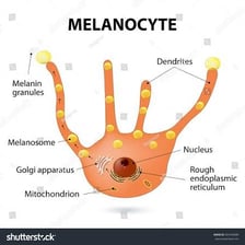 A scientific illustration showing melanin pigment in skin