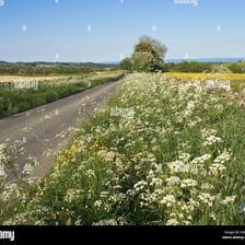 A grassy verge running along the edge of a road.