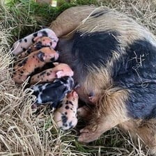 A sow with a litter of piglets