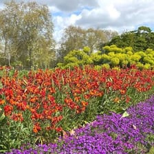 An attractive garden filled with colourful flowers.