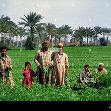 An Egyptian agricultural worker in a rural farming setting.