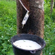 Milky latex being collected from a tapped rubber tree.